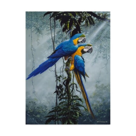 TRADEMARK FINE ART Harro Maass 'Blue And Yellow Macaws 2' Canvas Art, 24x32 ALI35665-C2432GG